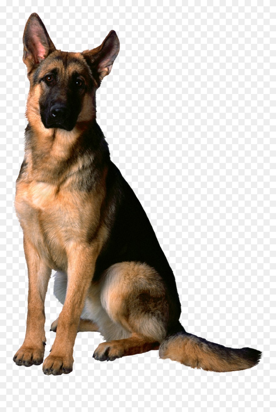 German Shepherd Png Clipart - German Shepherd Golden Retriever Dog Transparent Png
