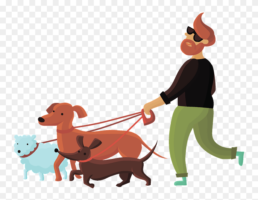 Volunteer Walking Dogs Clipart - Cartoon - Png Download