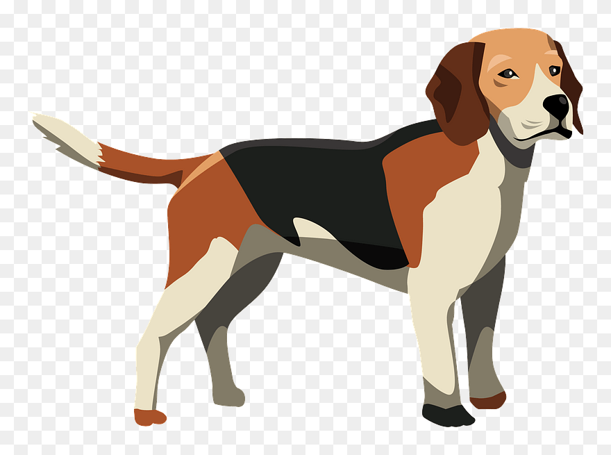 Beagle Clipart - Funny Dog Anatomy - Png Download