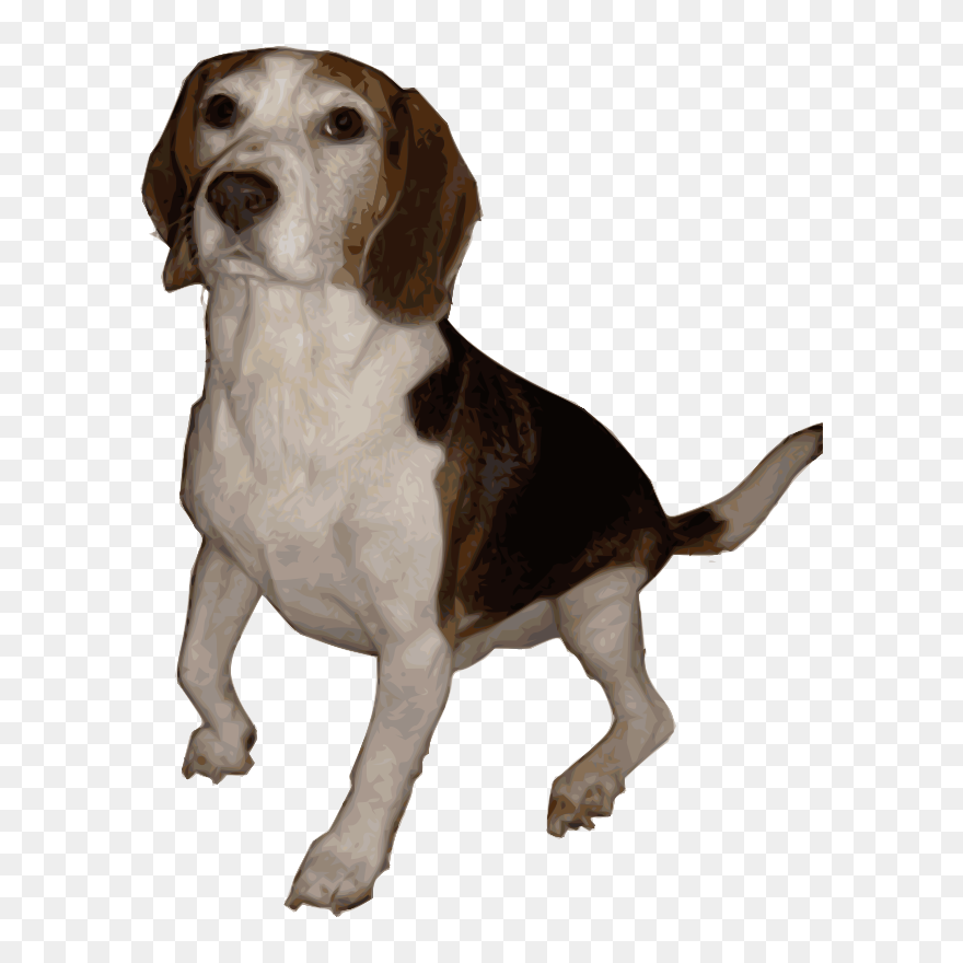 Beagle Medium Version - Beagle Png Clipart