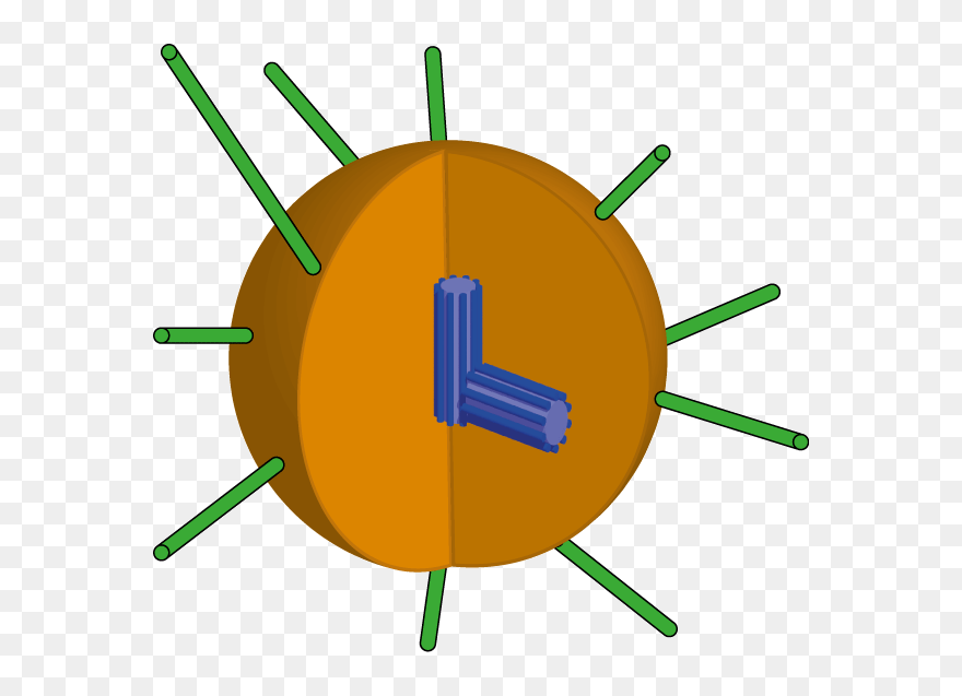 Schematic Picture Of The A Centrosome - Gdpr Impact Clipart