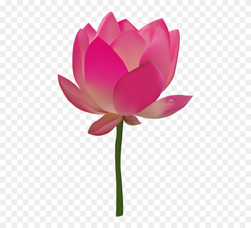 Transparent Pink Flower Emoji Png - Flower Transparent Lotus Png Clipart