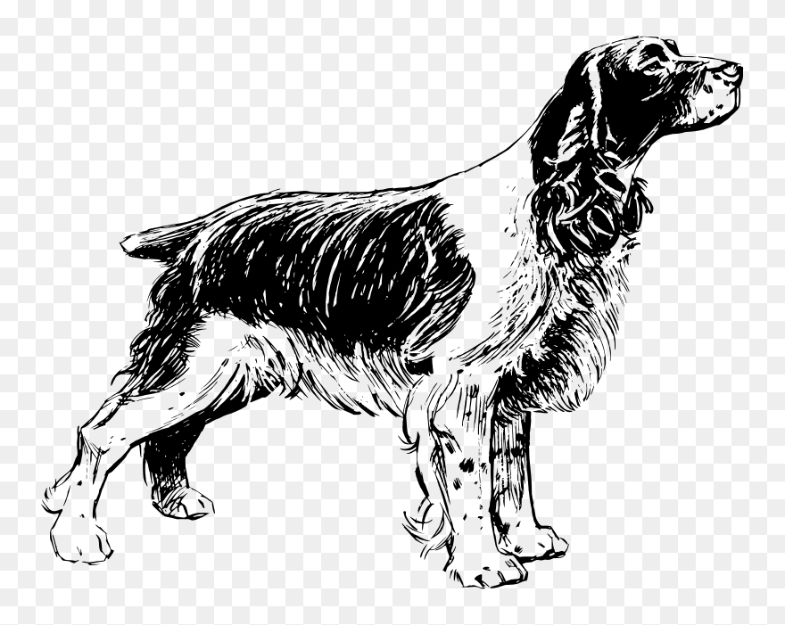 Spaniel Png Images - English Springer Spaniel Clipart Transparent Png