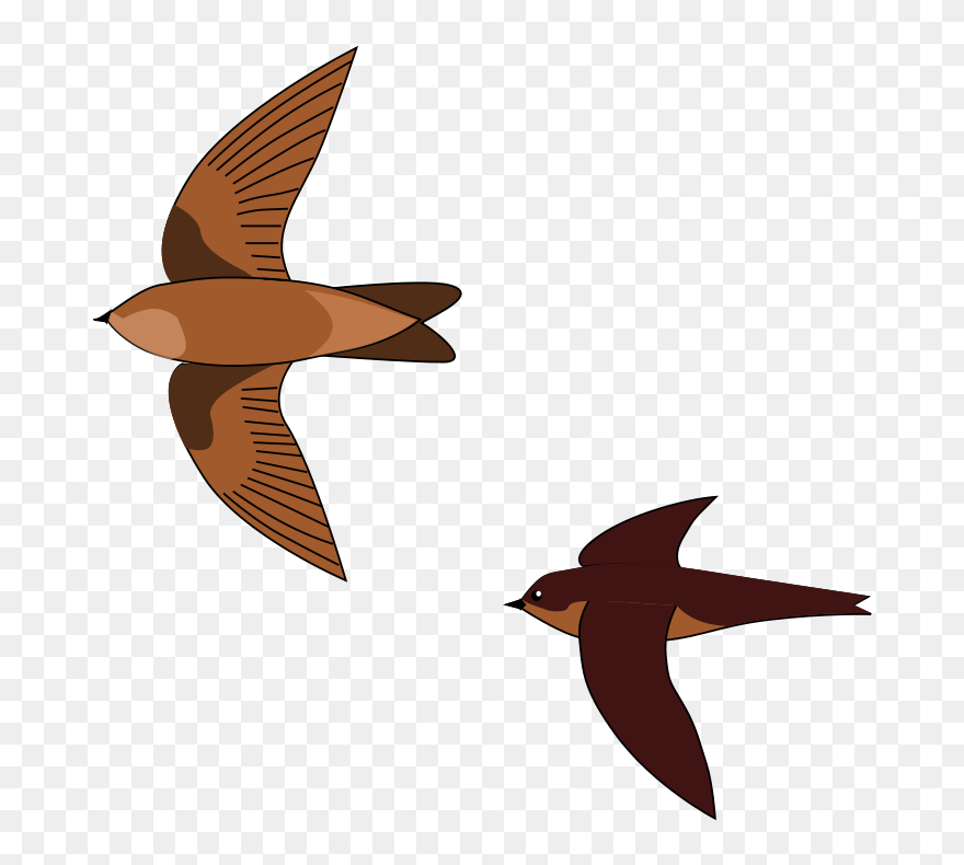 Swiftlet Bird Nest Clipart
