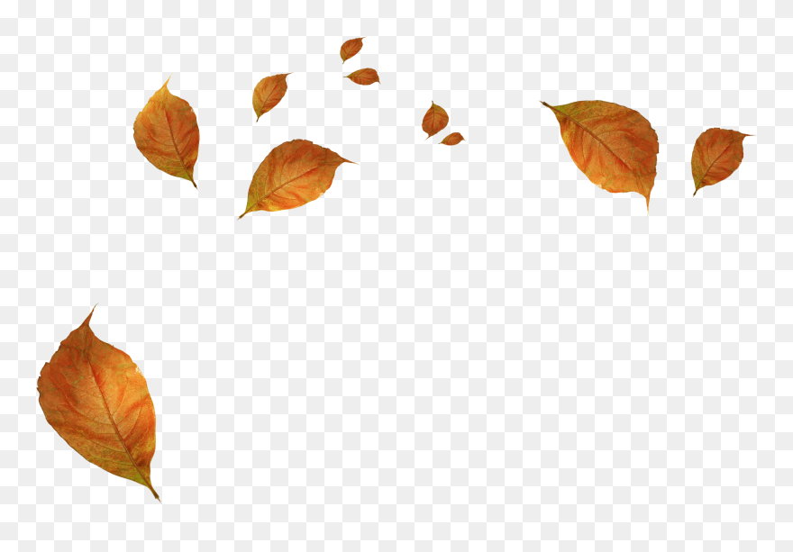 Withered Autumn Leaves Png Download - Transparent Background Leaves Falling Png Clipart