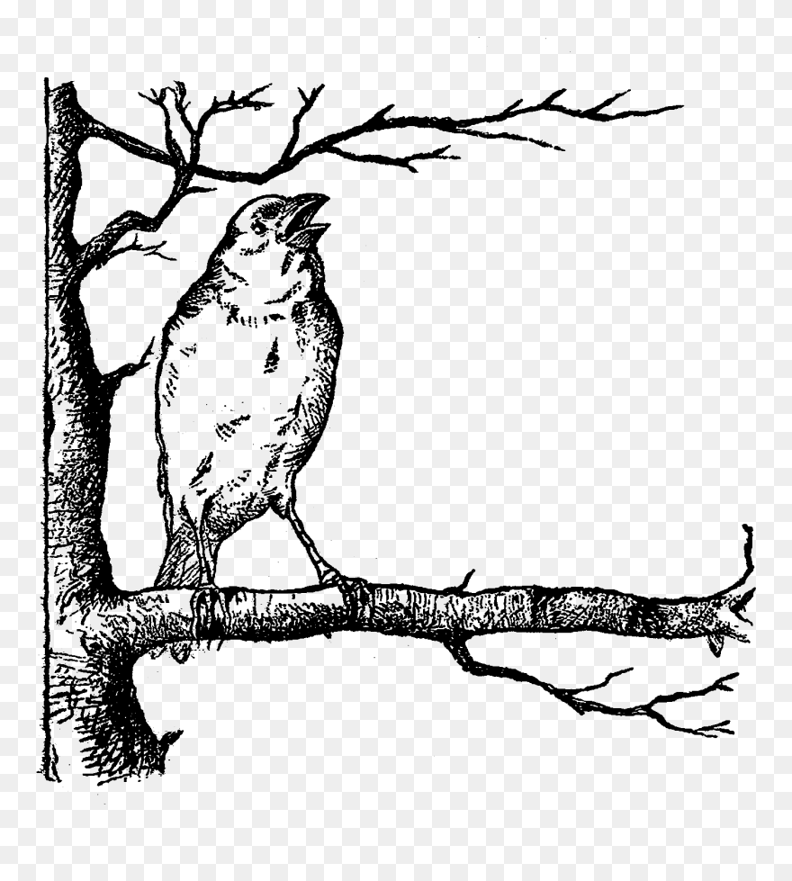 Bird Tree Image Digital Illustration - Bird On The Tree Clipart Black And White - Png Download