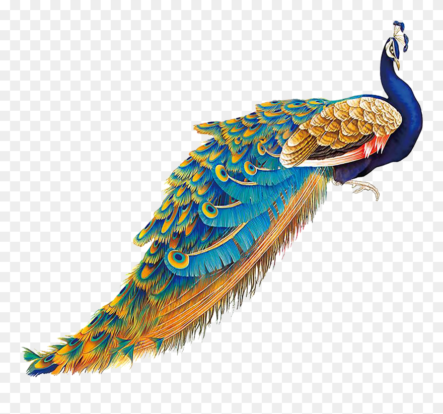 Peacock Illustration Clipart