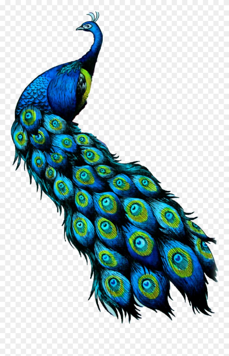 #peacock - Peafowl Clipart