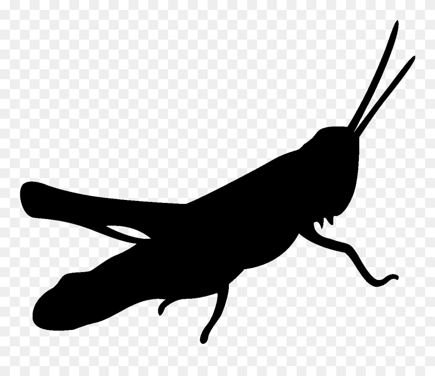 Transparent Pencil Silhouette Png - Grasshopper Clipart Silhouette