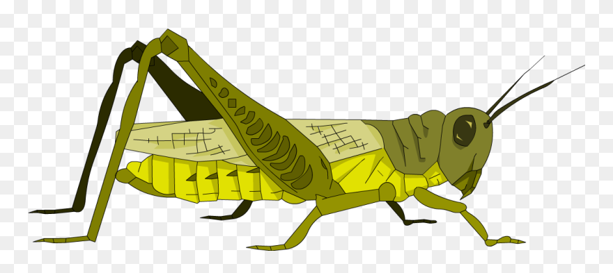 Grasshopper Clipart Invertebrate - Grasshopper Cartoon - Png Download