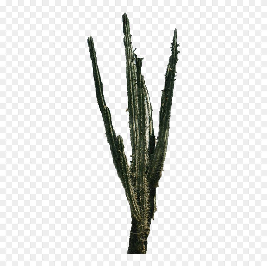 Cactus Png 2"
										 Title="cactus Png - Cactus Clipart