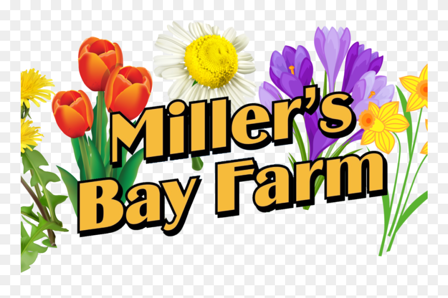 Transparent May Flowers Png - Tulip Clipart