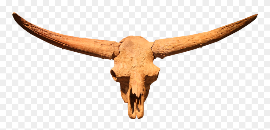 Latifrons Bison Skull Clipart