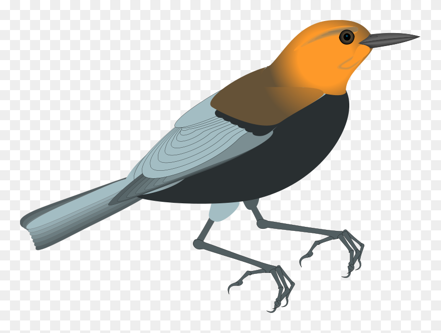 Free Vector Bird - European Robin Clipart