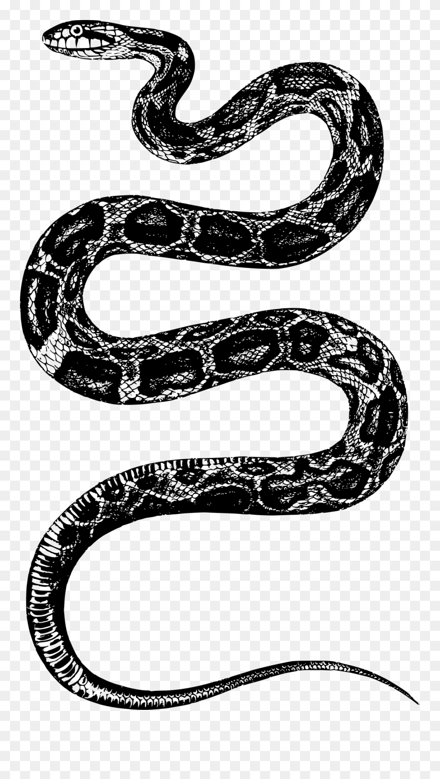 King Snake Png Png Black And White Stock - Snake Illustration Png Clipart