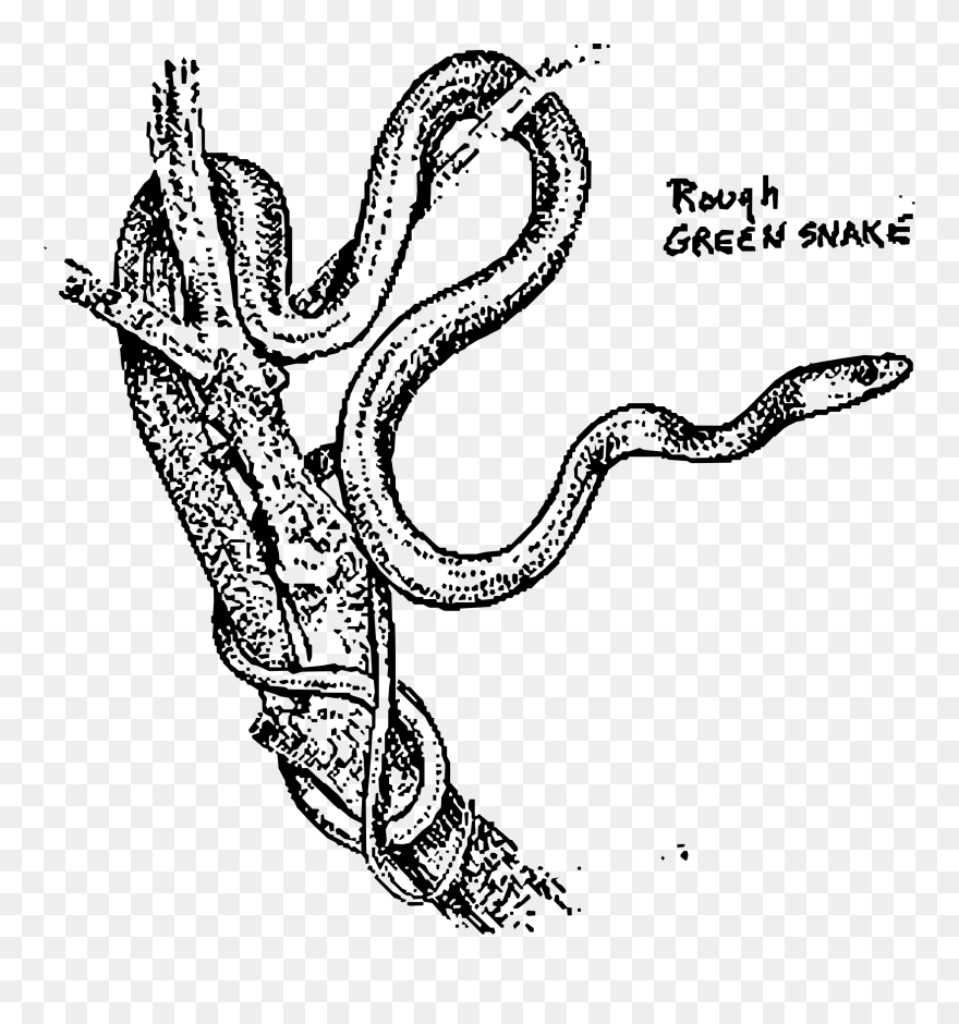 Rough Green Snake Clip Arts - Green Snake Image Black And White - Png Download