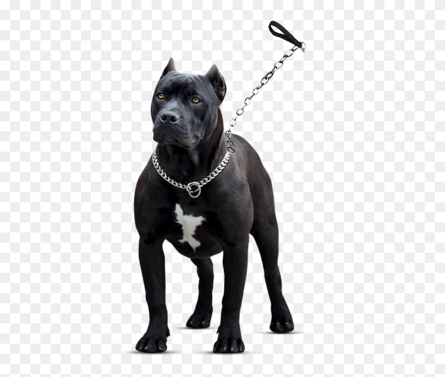 Pitbull Dog Png Hd Clipart