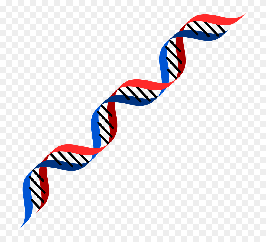 Transparent Dna Clipart - Png Download