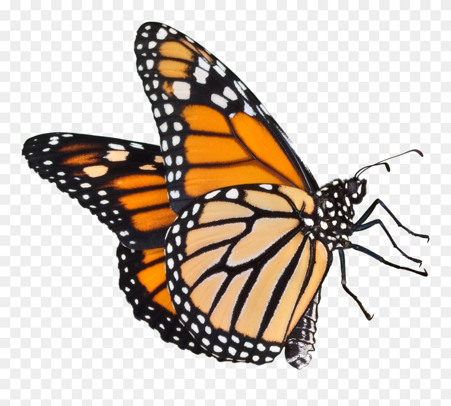 Monarch Butterfly Flying Png Clipart