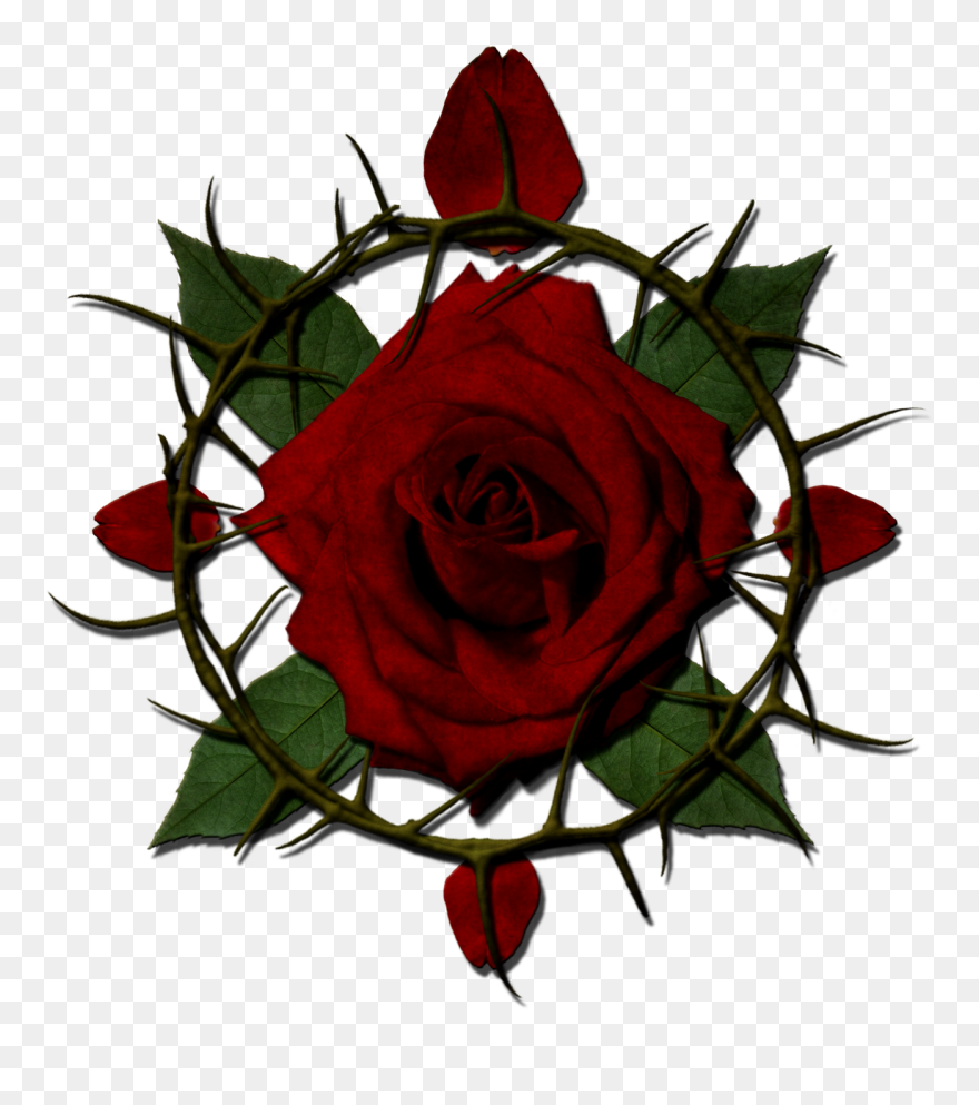Rose And Thorns Png Clipart