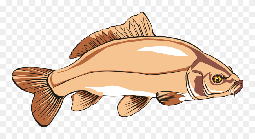 Trout Clipart Carp - Carp Clipart - Png Download