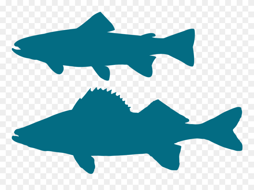 Silhouette Brook Trout Clip Art Shark - Trout Silhouette - Png Download