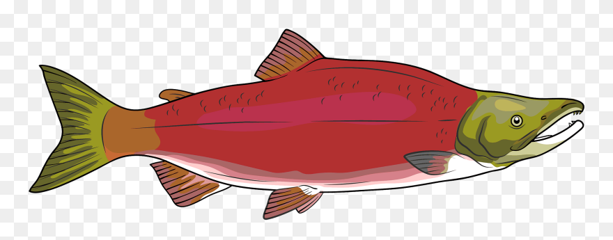 Salmon Clipart - Png Download