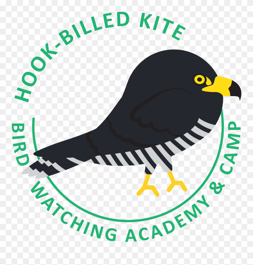 Hook-billed Kite Identification - Perching Bird Clipart