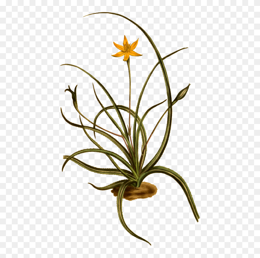 Saw-leaved Hypoxis - Hypoxis Clipart