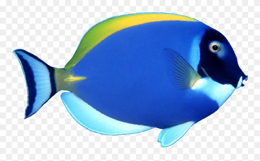 Marine Fish Clipart Clipart Royalty Free Blue Fish - Transparent Transparent Background Fish Png