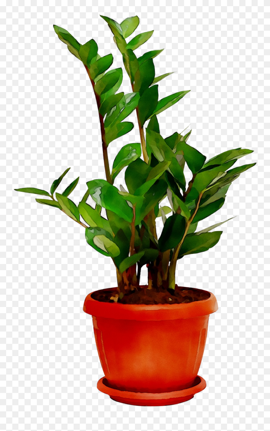 Plants Houseplant Room Sala Free Frame Clipart - Houseplant - Png Download