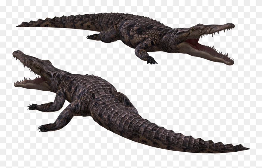 Caiman Clipart Transparent - Alligator Gif Clear Background - Png Download