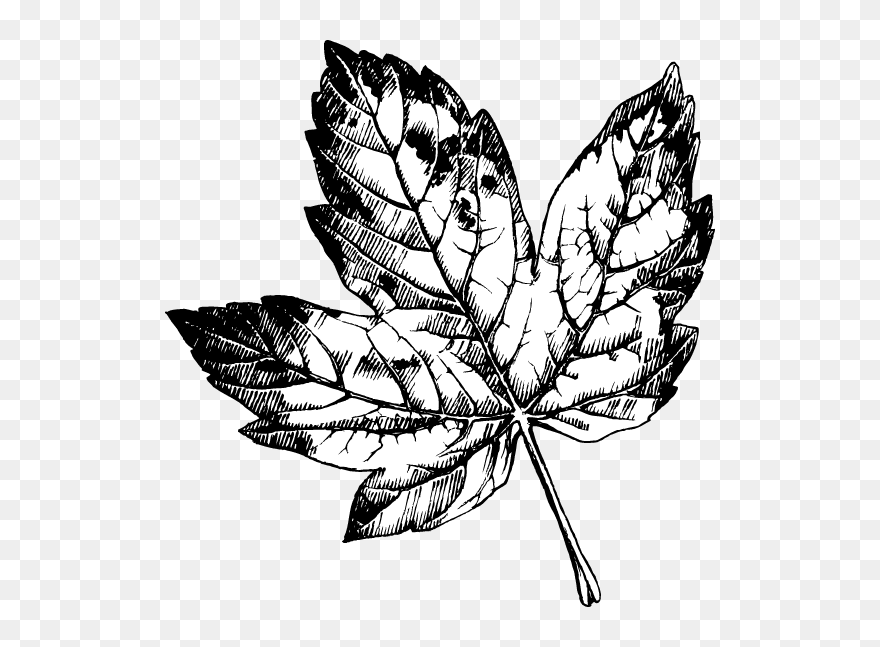 Illustration Clipart