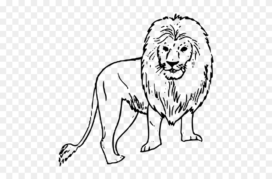 African-lion - Wild Animals Drawing Easy Clipart