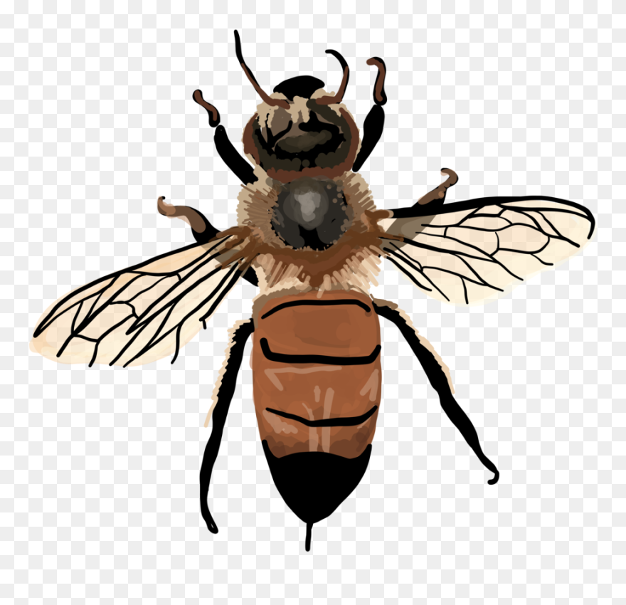 Vintage Honey Bee Clipart , Png Download - Apis Mellifera Clip Art Transparent Png