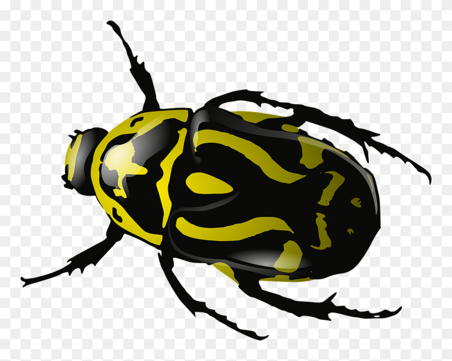 Bug Black And White Clipart