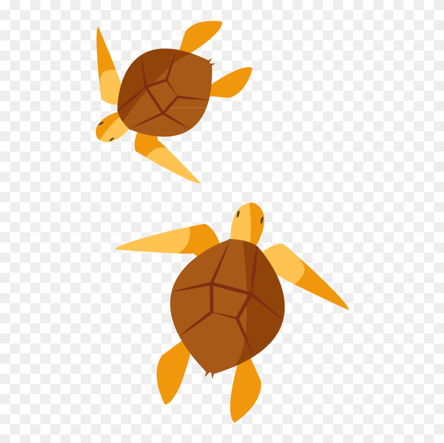 Turtle Clip Art - Turtles - Png Download