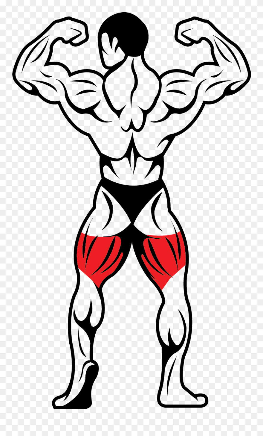 Bodybuilder Leg Vector Clipart