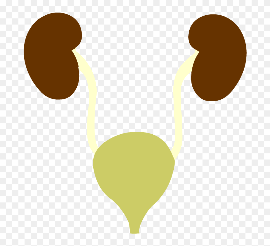 Urinary System Clipart Png Transparent Png