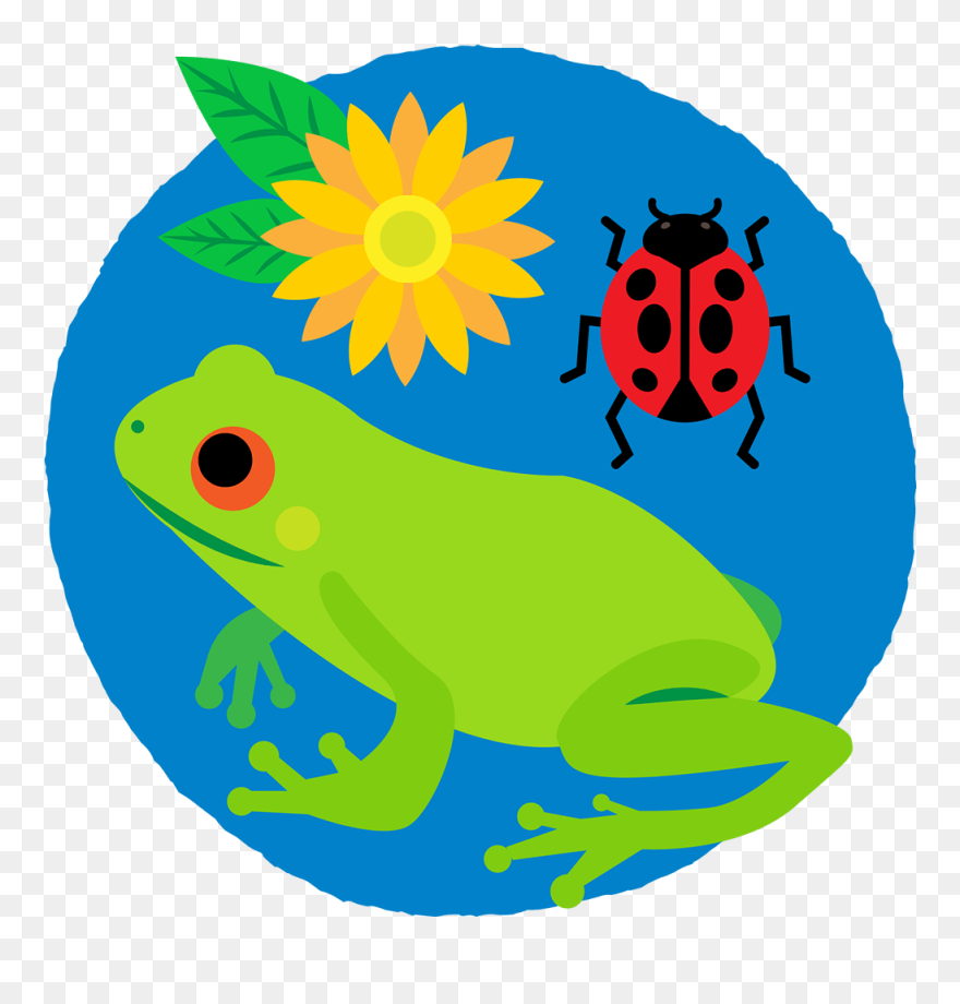 Frog, Ladybug And Flower In A Circle - Biodiversity Pictures For Kids Clipart