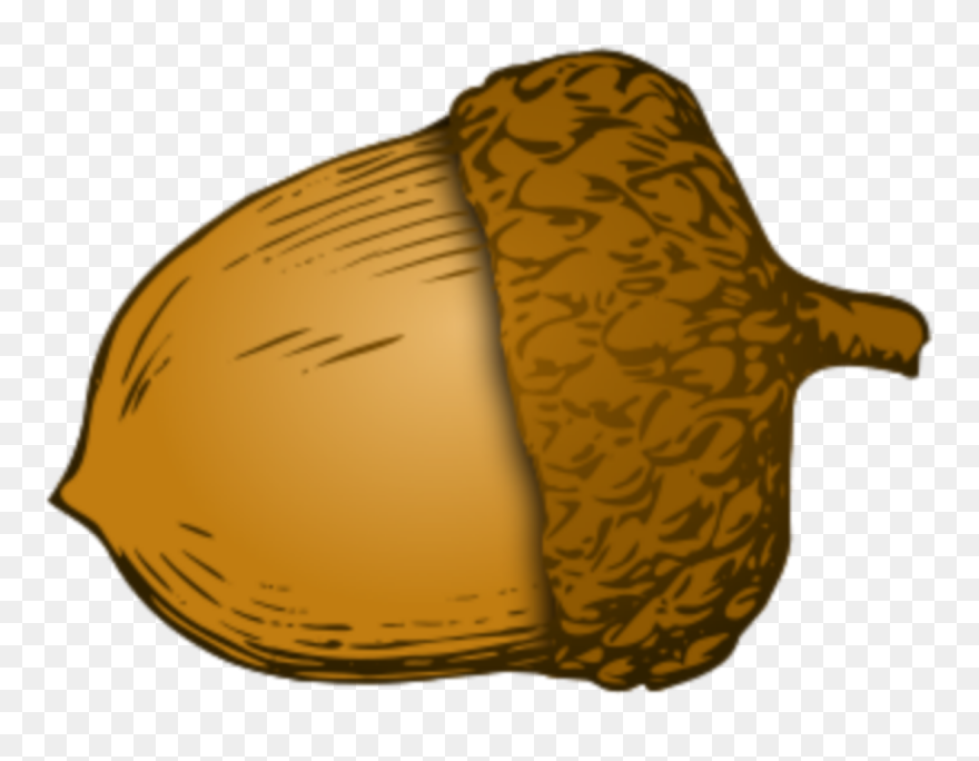 Acorn Clipart Transparent Background - Png Download
