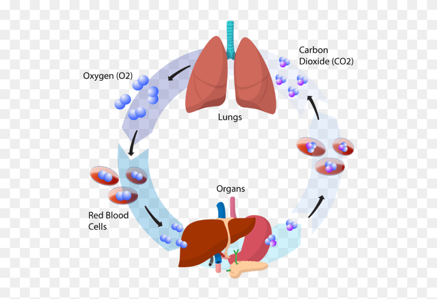 Breathworks Graphic - Cartoon Clipart