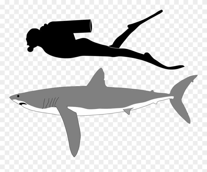 Goblin Shark Tiger Shark Great White Shark - Longfin Mako Shark Size Clipart