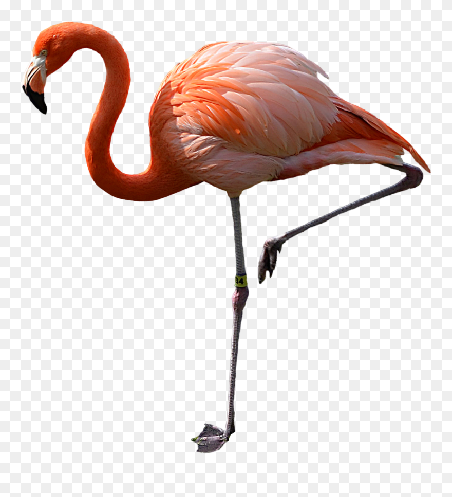 Flamingo Clipart Transparent Background - Flamingo Transparent - Png Download