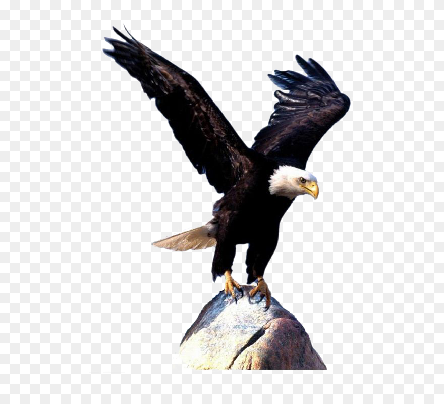 Bald Eagle Bird Clip Art - Transparent Background Eagle Png