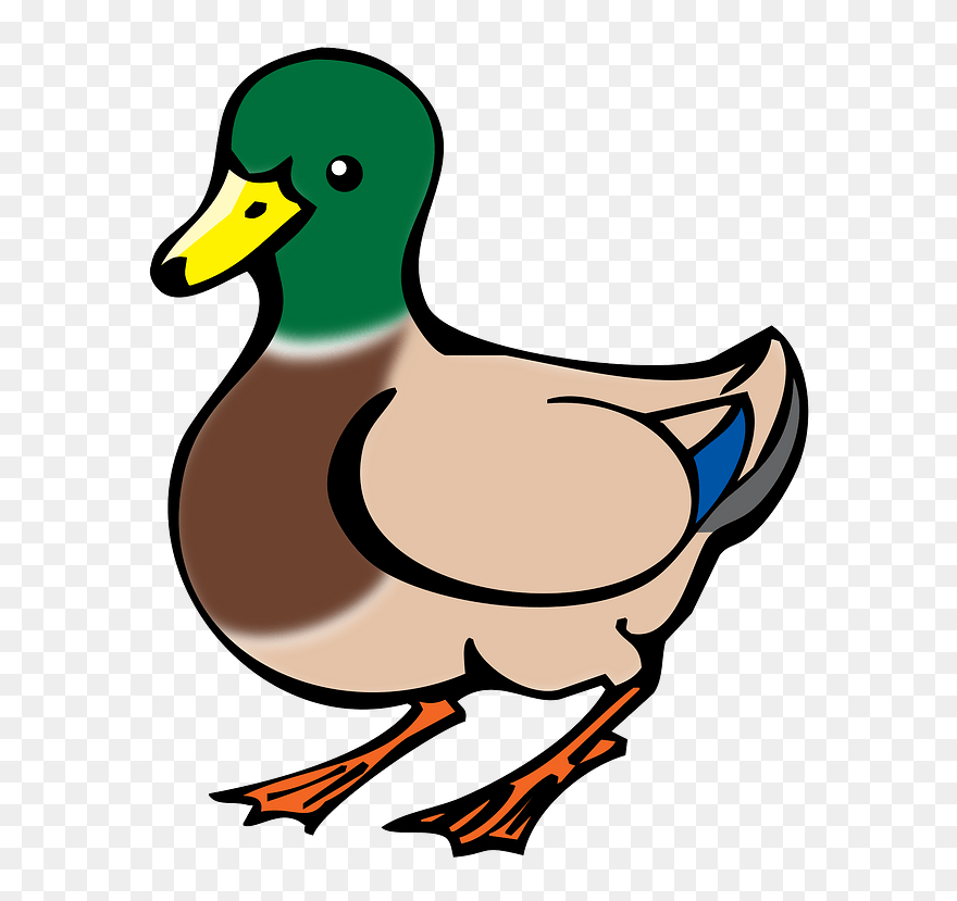 Male Mallard Bird Clipart - カモ イラスト フリー - Png Download