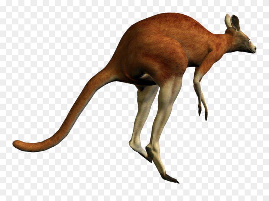Kangaroo Png - Red Kangaroo Transparent Background Clipart