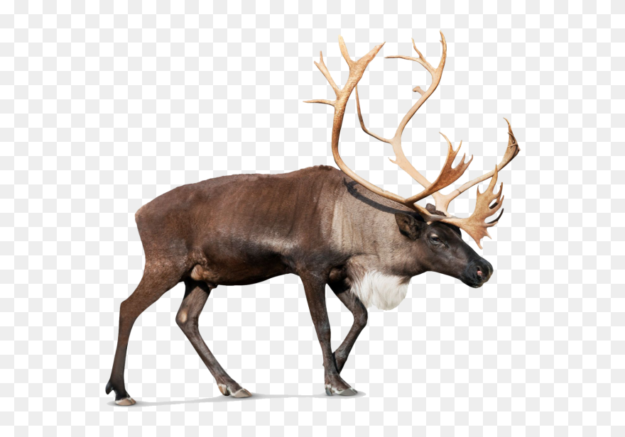 Transparent Background Reindeer Png Clipart