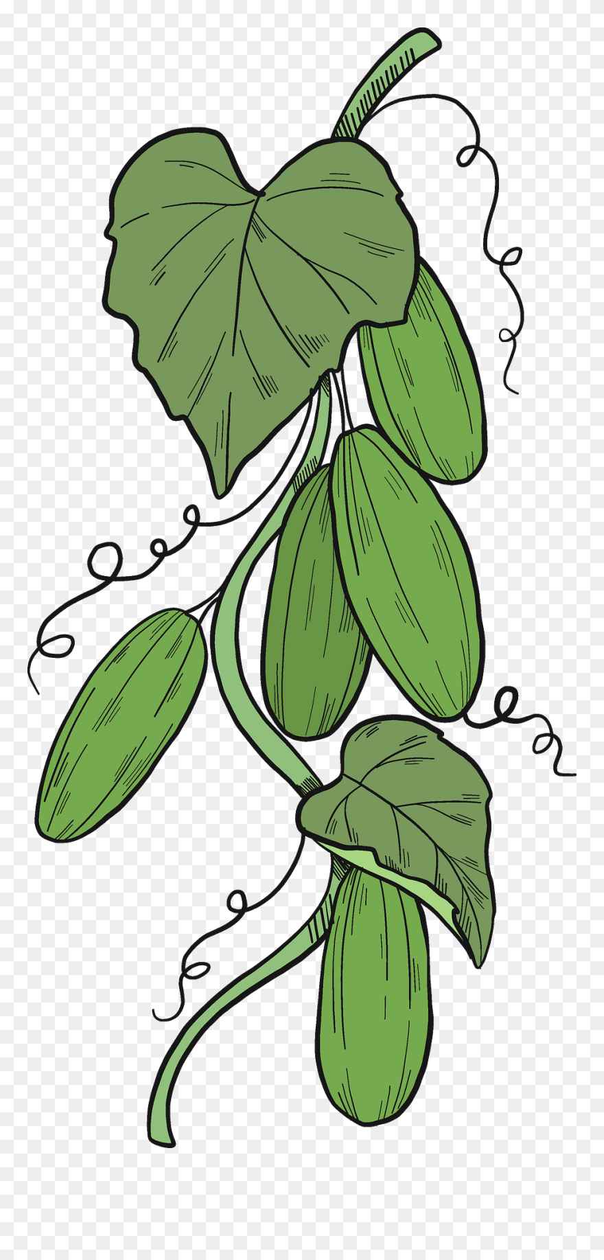 Clip Art - Png Download