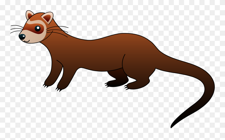 Black-footed Ferret Hamster Clip Art - Clip Art Ferret - Png Download
